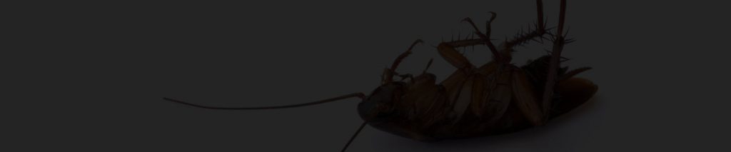 pest-control-company-for-restaurant