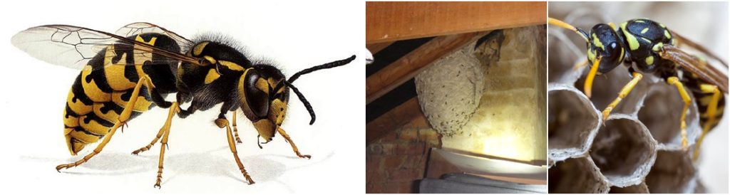 Wasp Control in Warrington & Greater Manchester