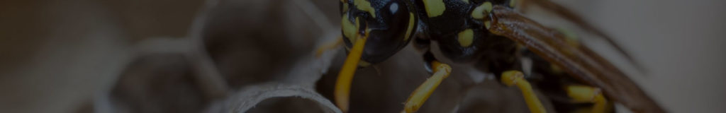 wasp-nest