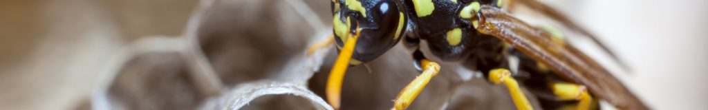 wasp-nest