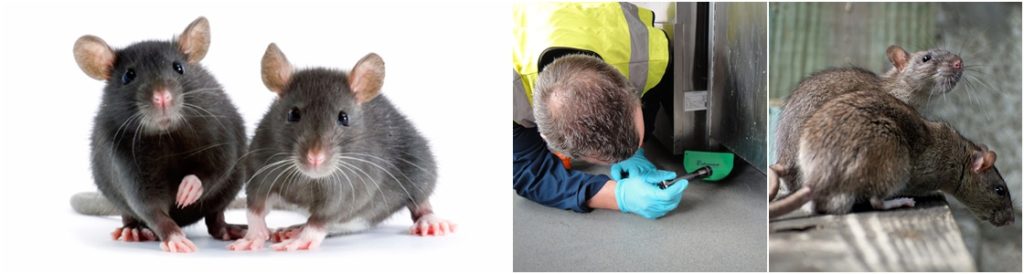 mice control & removal warrington