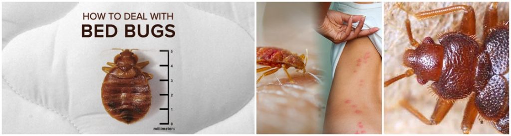 Bed bug infestation Control - Warrington