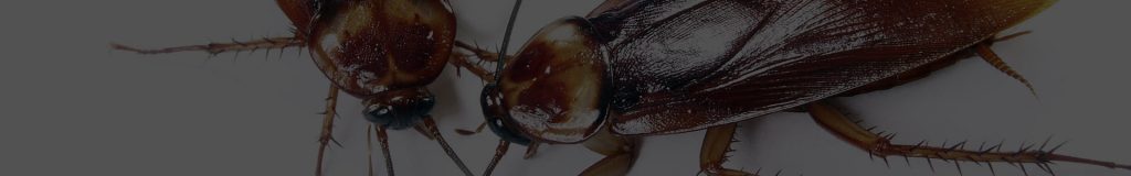 Cockroach infestation eradication warrington