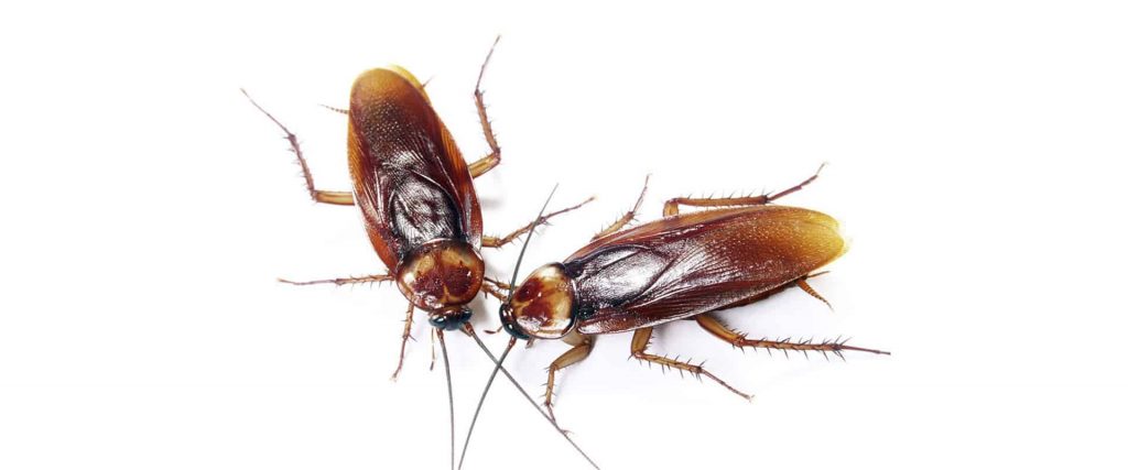 Cockroach-pest-control-St-Helens
