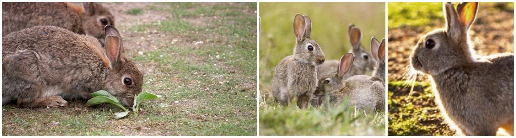 Commercial Rabbit Control - Warrington