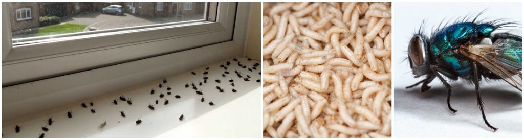 Flies, Fly Infestation Control - Warrington