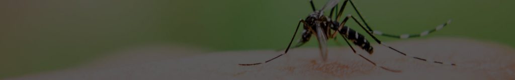 Mosquitoe eradication warrington