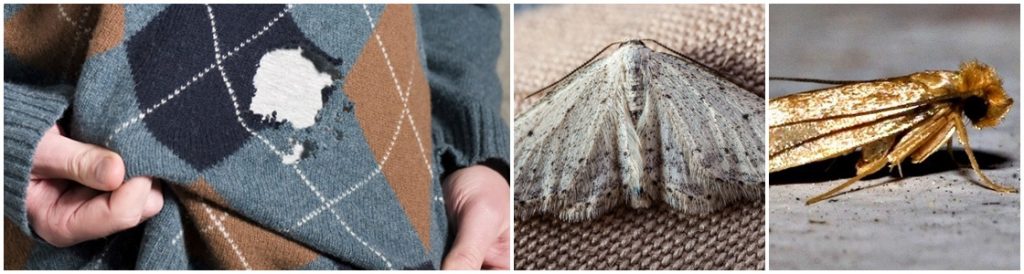 Moth infestation Control - Warrington
