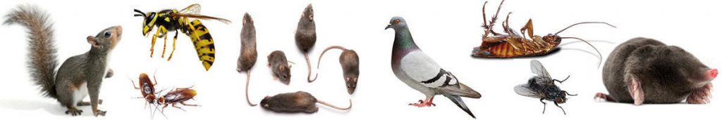 Pest-Control in Lowton