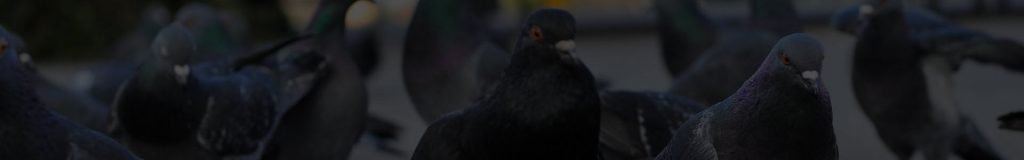 Pigeon eradication warrington, manchester, liverpool
