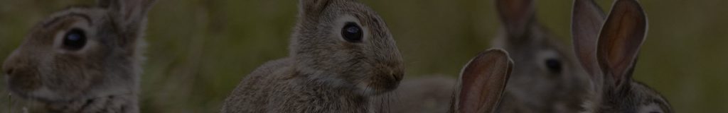Rabbit control & removal warrington