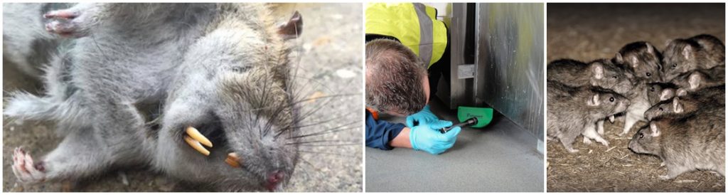 Rat control & removal warrington