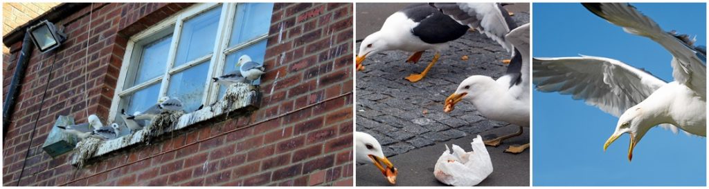 Sea Gull Control - Warrington, Liverpool