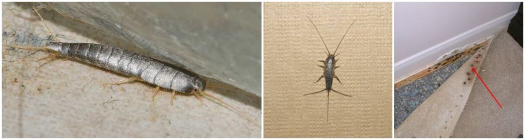 Silverfish Infestation Control - Warrington