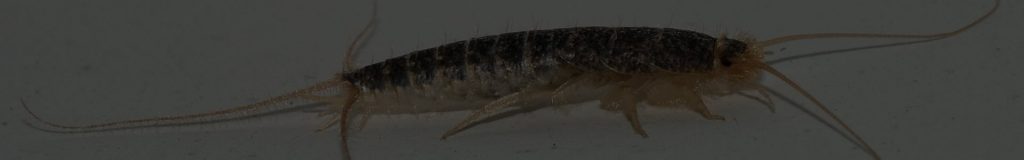 Silverfish eradication warrington