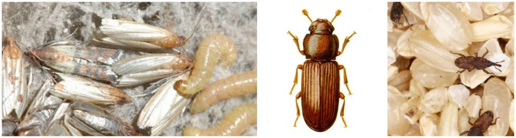 Stored product insects - controal and eradication - Warrington, Cheshire, Manchester
