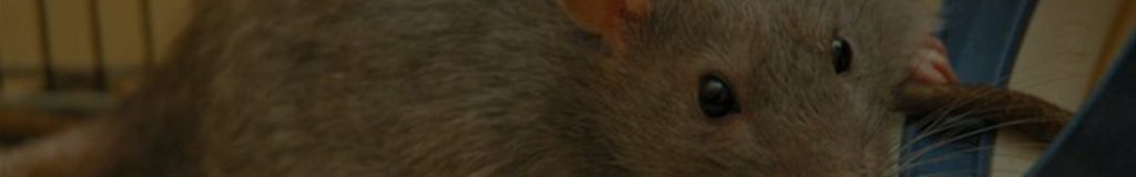 Rat infestation pest control, Warrington
