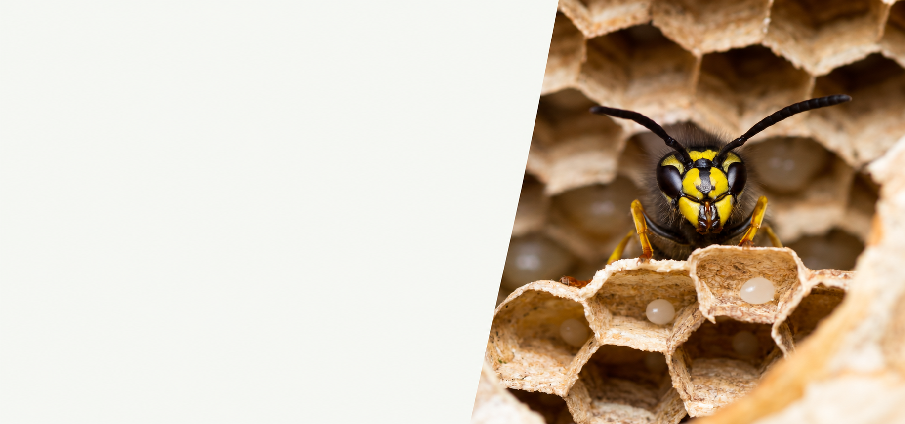 Wasp on the papery cells of a wasp nest